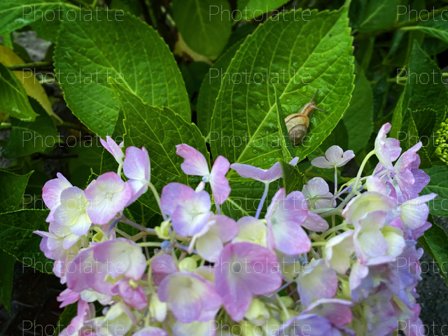 紫陽花とカタツムリ