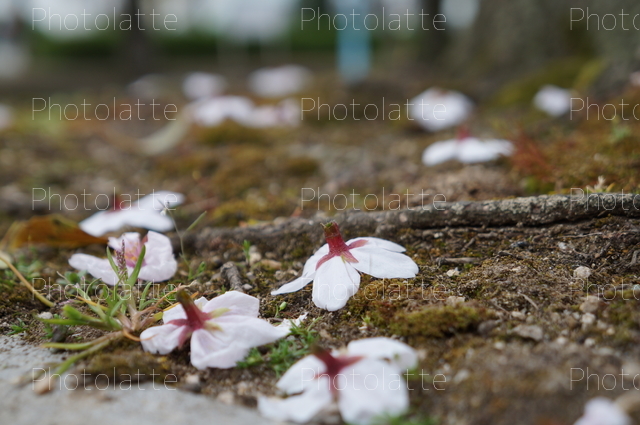 落ちた桜