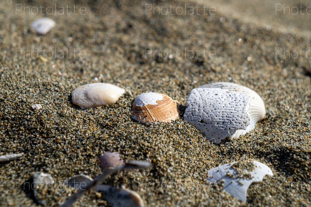 浜辺の貝
